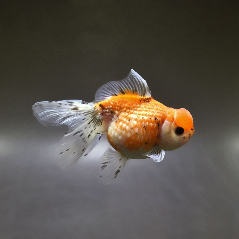 【金魚王子】キャリコ浜錦 10±1cm前後 (個体番号:xsw382) 金魚 きんぎょ 生体 パールスケール 厳選個体
