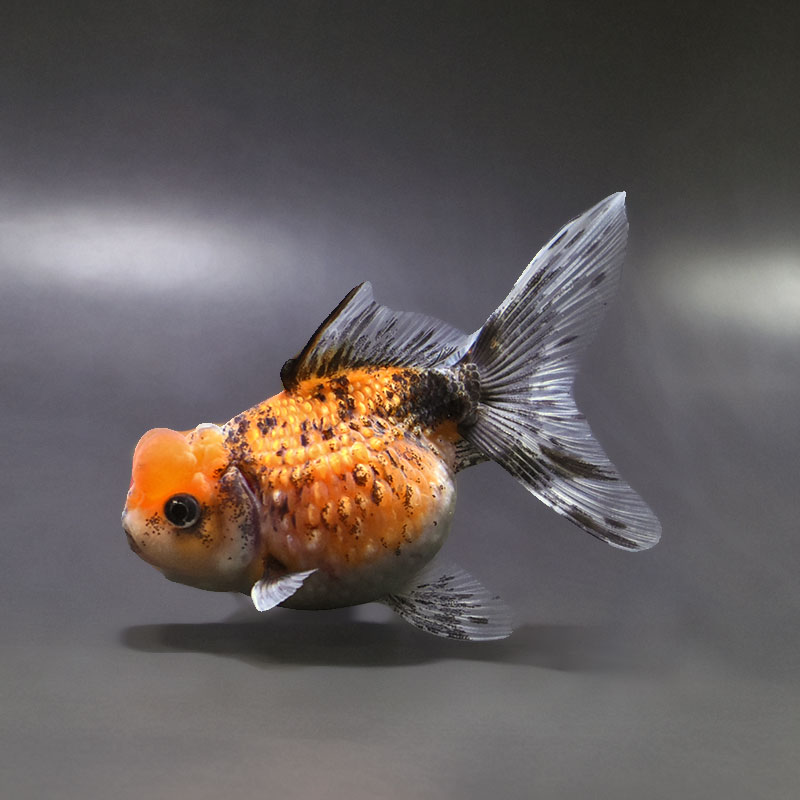 【金魚王子】キャリコ浜錦 10±1cm前後 (個体番号:xsw383) 金魚 きんぎょ 生体 パールスケール 厳選個体