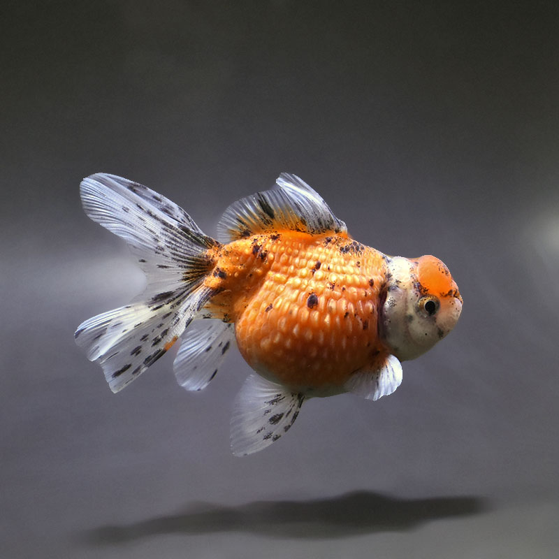 【金魚王子】キャリコ浜錦 10±1cm前後 (個体番号:xsw384) 金魚 きんぎょ 生体 パールスケール 厳選個体