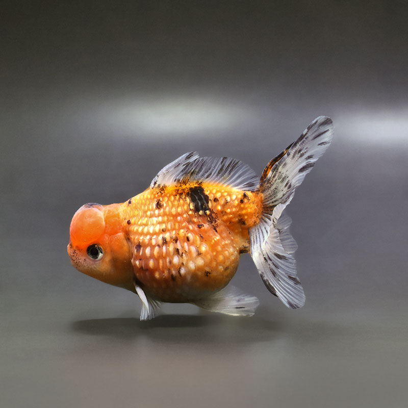 【金魚王子】キャリコ浜錦 10±1cm前後 (個体番号:xsw385) 金魚 きんぎょ 生体 パールスケール 厳選個体