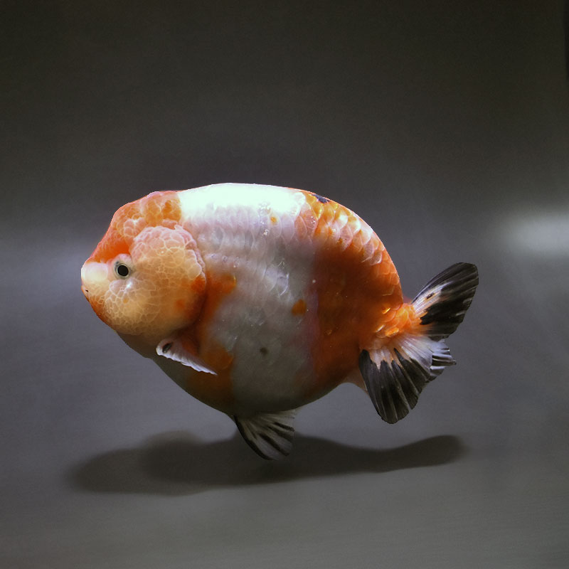 【金魚王子】桜錦 12.5cm前後 (個体番号:xsw391) 金魚 きんぎょ 生体 らんちゅう 厳選個体