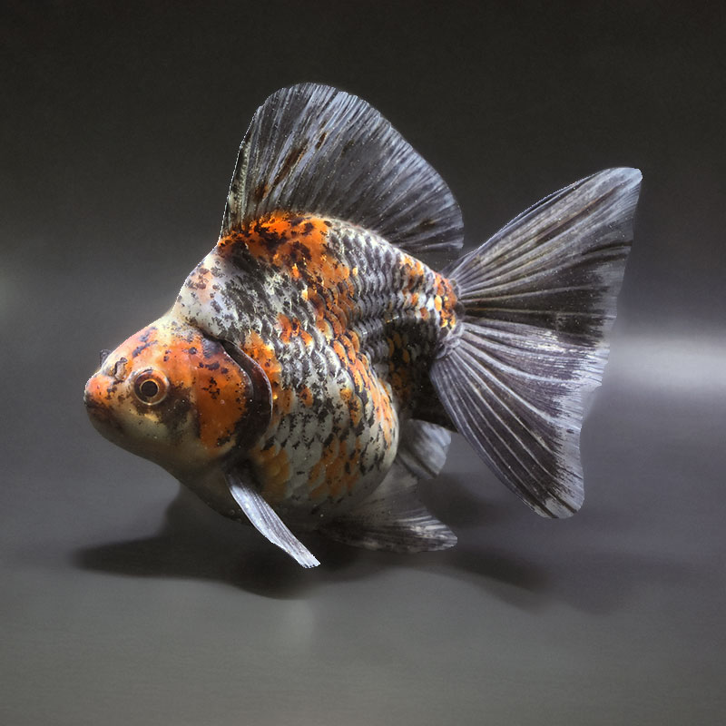【金魚王子】キャリコブロードテール琉金 16.5cm前後 (個体番号：xsw401) 金魚 きんぎょ 生体 琉金 厳選個体