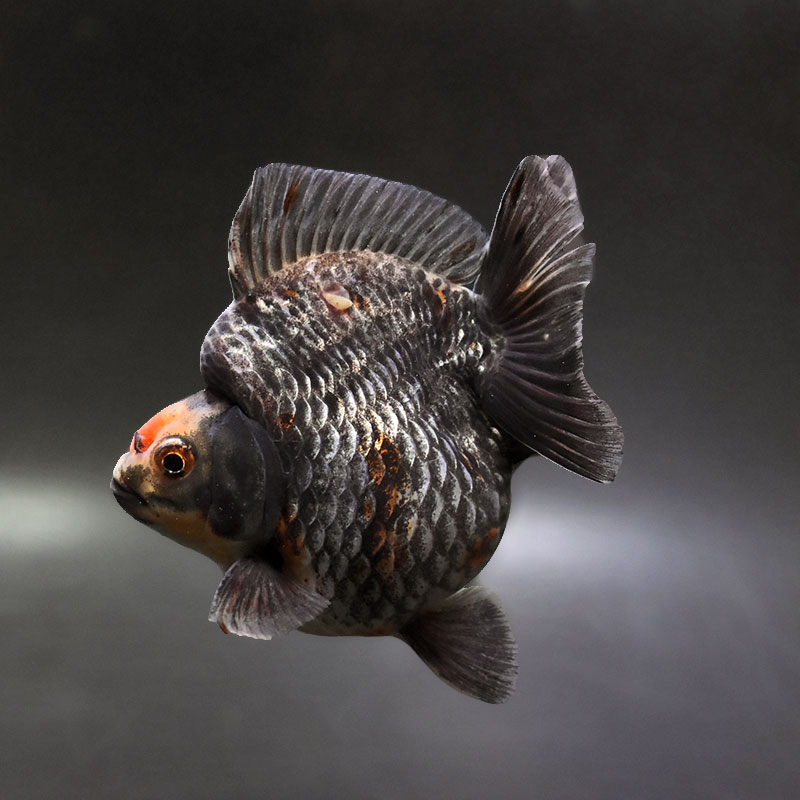 【金魚王子】キャリコショートテール琉金 11cm前後 (個体番号：xsw402) 金魚 きんぎょ 生体 琉金 厳選個体