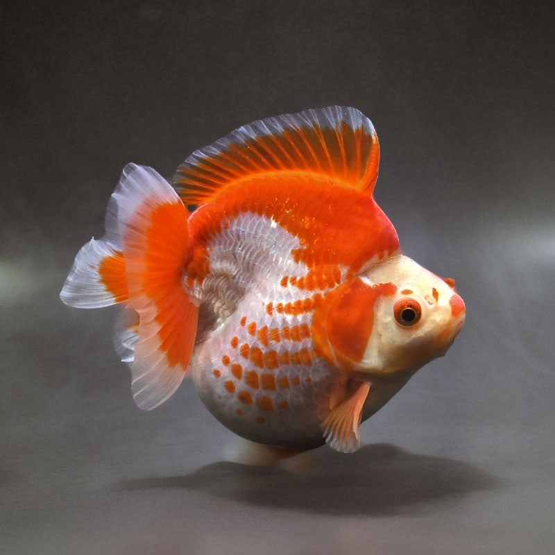 【金魚王子】更紗ショートテール琉金（鹿の子柄） 14cm前後 (個体番号：xsw403) 金魚 きんぎょ 生体 琉金 厳選個体