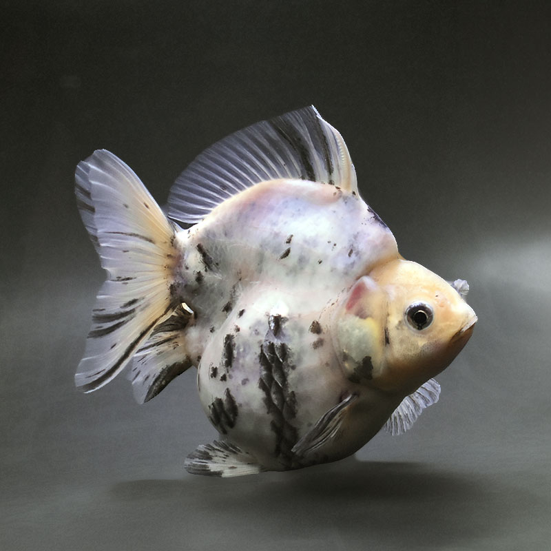 【金魚王子】三色ショートテール琉金 15cm前後 (個体番号：xsw404) 金魚 きんぎょ 生体 琉金 厳選個体