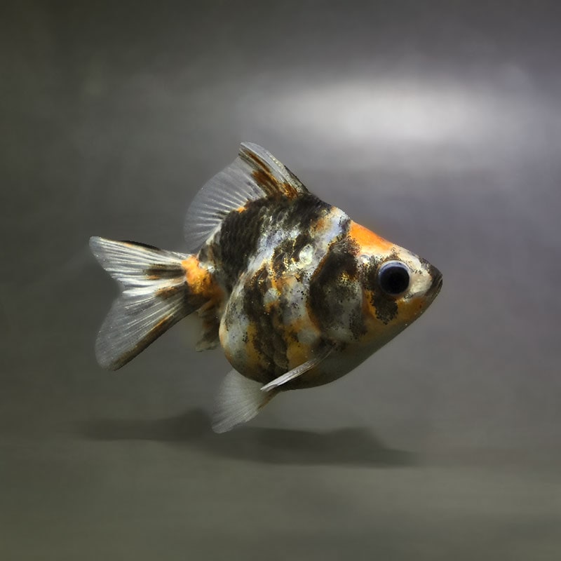 【金魚王子】三色ショートテール琉金 8±1cm前後 (個体番号：xsw411) 金魚 きんぎょ 生体 琉金 厳選個体