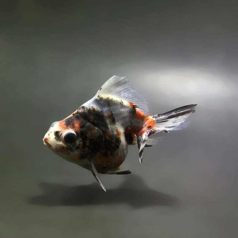 【金魚王子】三色ショートテール琉金 8±1cm前後 (個体番号：xsw412) 金魚 きんぎょ 生体 琉金 厳選個体