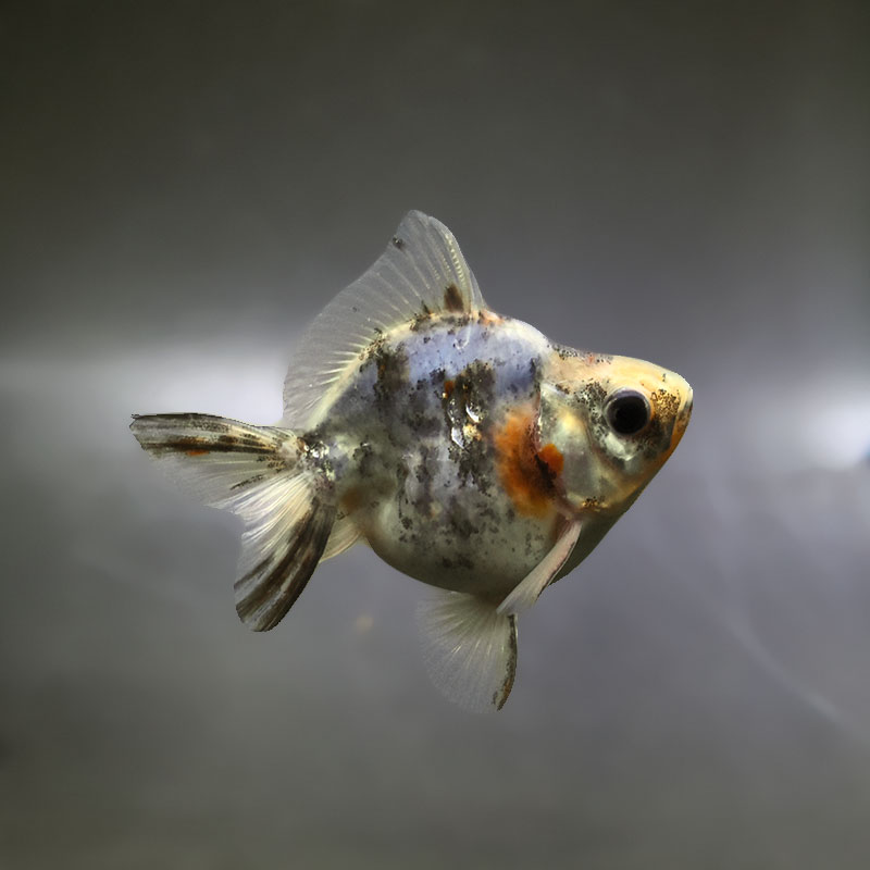 【金魚王子】三色ショートテール琉金 8±1cm前後 (個体番号：xsw413) 金魚 きんぎょ 生体 琉金 厳選個体