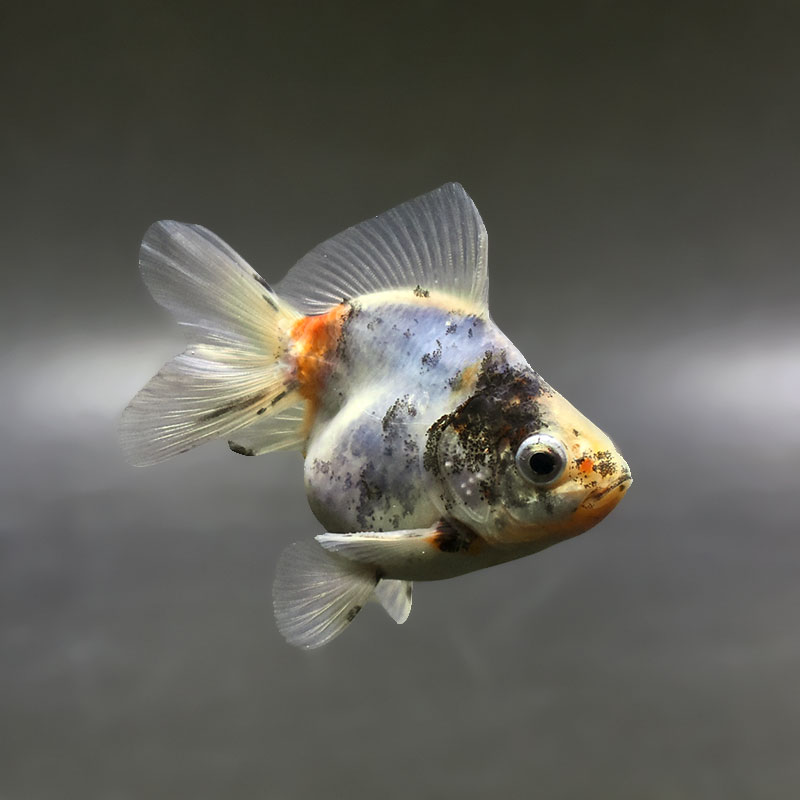 【金魚王子】三色ショートテール琉金 8±1cm前後 (個体番号：xsw414) 金魚 きんぎょ 生体 琉金 厳選個体