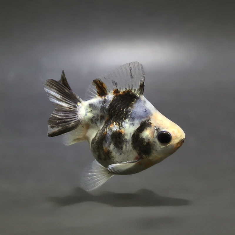 【金魚王子】三色ショートテール琉金 8±1cm前後 (個体番号：xsw415) 金魚 きんぎょ 生体 琉金 厳選個体