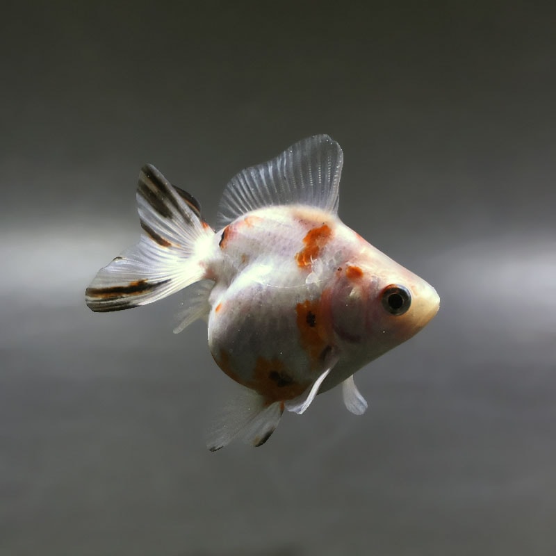 【金魚王子】三色ショートテール琉金 8±1cm前後 (個体番号：xsw416) 金魚 きんぎょ 生体 琉金 厳選個体