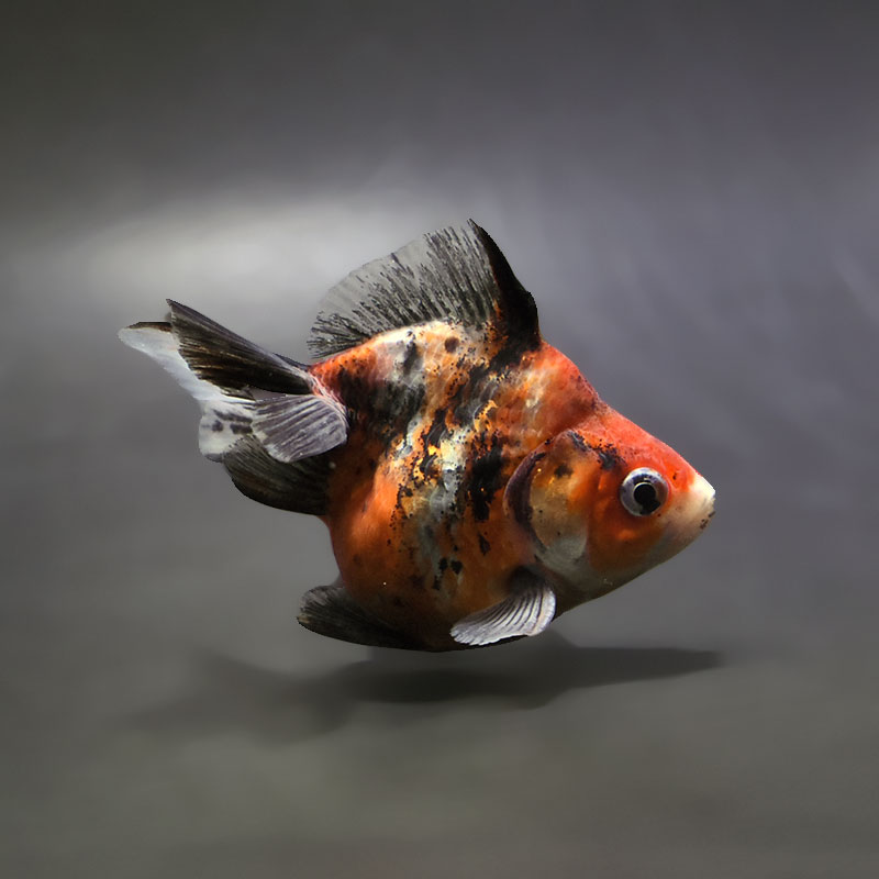 【金魚王子】三色ショートテール琉金 8±1cm前後 (個体番号：xsw417) 金魚 きんぎょ 生体 琉金 厳選個体