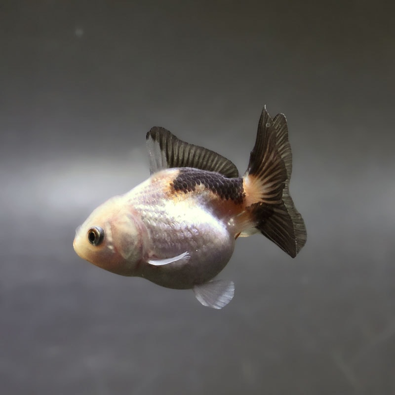 【金魚王子】トリカラーオランダ  6±1cm前後 (個体番号：xsw421) 金魚 きんぎょ 生体 オランダ獅子頭 厳選個体