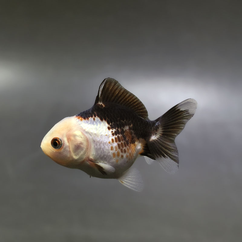 【金魚王子】トリカラーオランダ  6±1cm前後 (個体番号：xsw422) 金魚 きんぎょ 生体 オランダ獅子頭 厳選個体