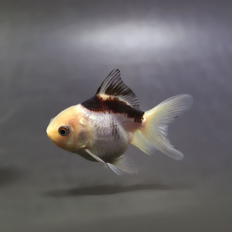 【金魚王子】白黒オランダ  6±1cm前後 (個体番号：xsw423) 金魚 きんぎょ 生体 オランダ獅子頭 厳選個体