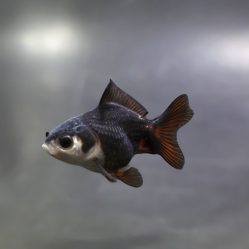 【金魚王子】白黒オランダ  6±1cm前後 (個体番号：xsw424) 金魚 きんぎょ 生体 オランダ獅子頭 厳選個体