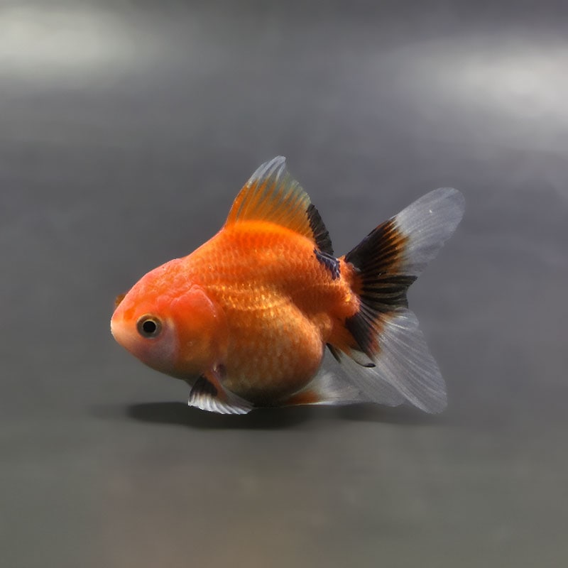 【金魚王子】トリカラーオランダ  6±1cm前後 (個体番号：xsw425) 金魚 きんぎょ 生体 オランダ獅子頭 厳選個体