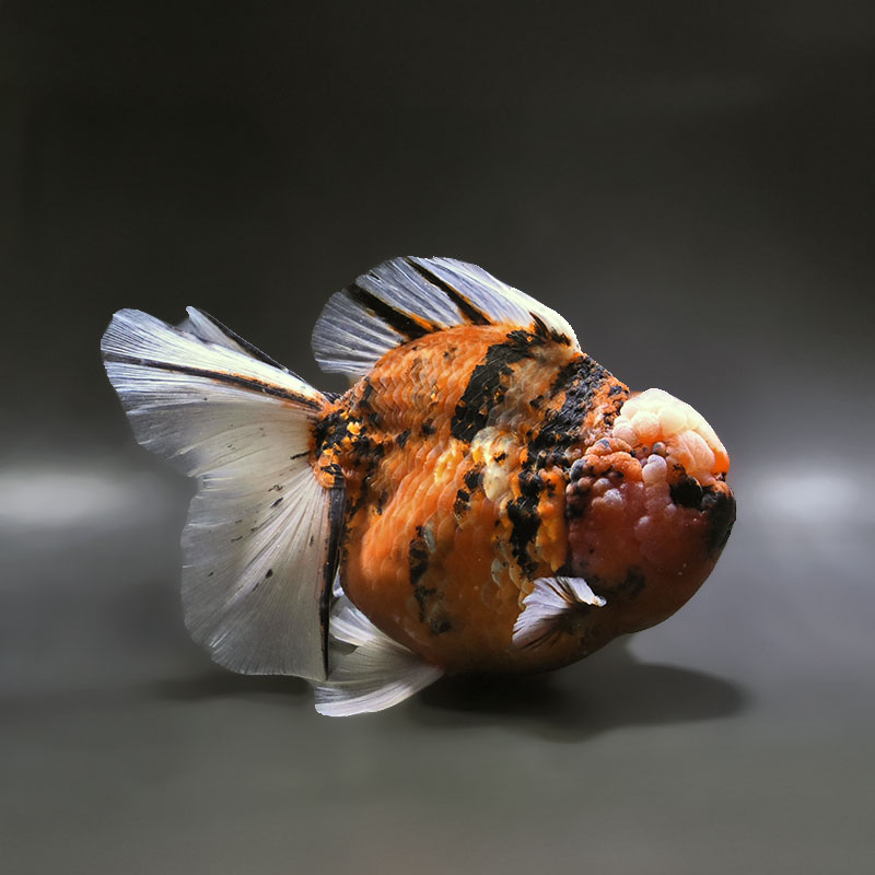 【金魚王子】三色ローズテールオランダ 19cm前後 (個体番号：xsw431) 金魚 きんぎょ 生体 オランダ獅子頭 厳選個体