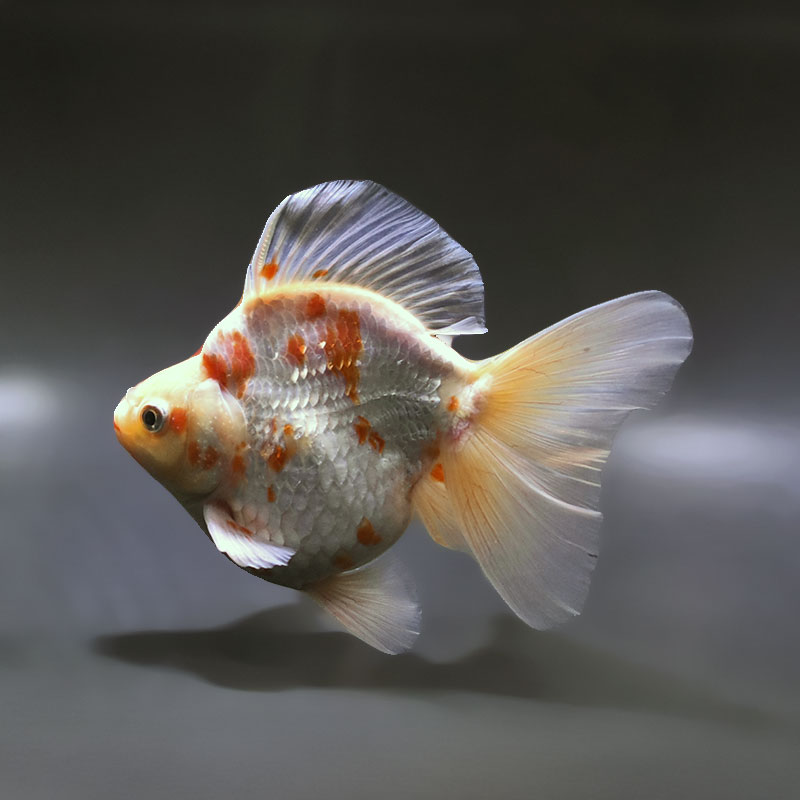 【金魚王子】桜ブロードテール琉金 16cm前後 (個体番号：xsw432) 金魚 きんぎょ 生体 琉金 厳選個体