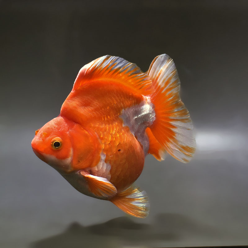 【金魚王子】更紗ショートテール琉金 13.5cm前後 (個体番号：xsw433) 金魚 きんぎょ 生体 琉金 厳選個体