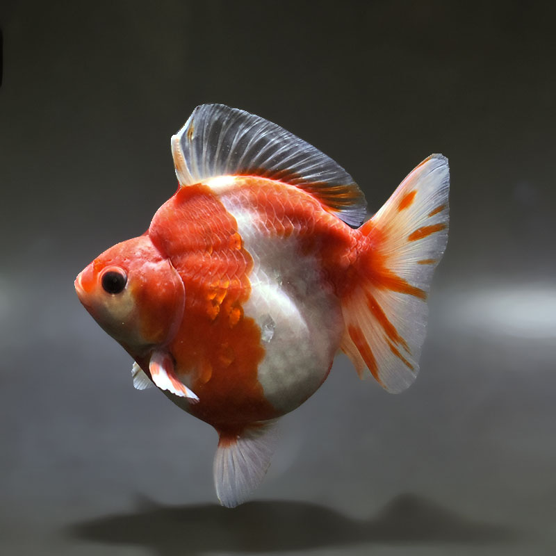 【金魚王子】桜ショートテール琉金 12.5cm前後 (個体番号：xsw434) 金魚 きんぎょ 生体 琉金 厳選個体