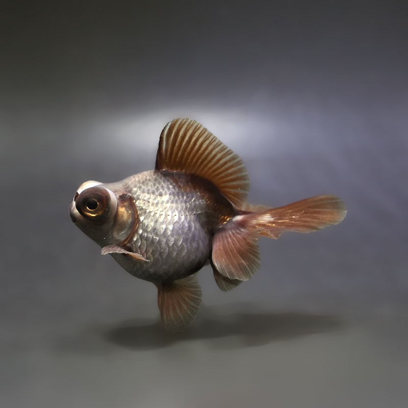 【金魚王子】メノウ蝶尾 9～10cm前後 (個体番号：xsw441) 金魚 きんぎょ 生体 蝶尾 厳選個体