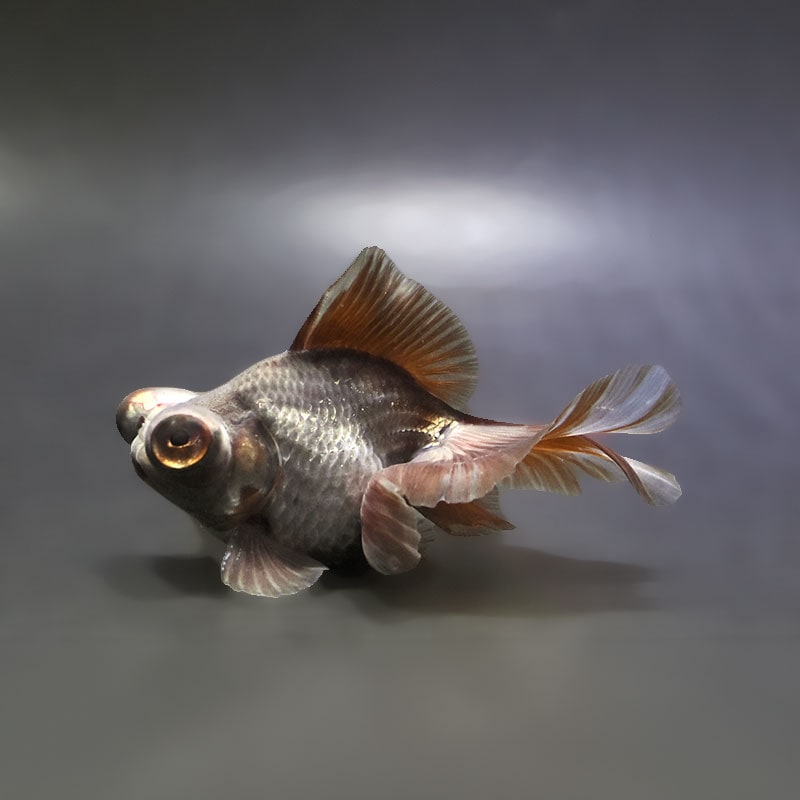【金魚王子】メノウ蝶尾 9～10cm前後 (個体番号：xsw444) 金魚 きんぎょ 生体 蝶尾 厳選個体