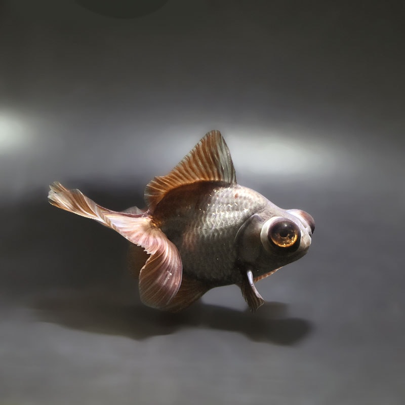 【金魚王子】メノウ蝶尾 9～10cm前後 (個体番号：xsw445) 金魚 きんぎょ 生体 蝶尾 厳選個体