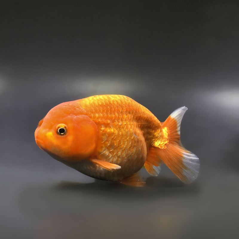 【金魚王子】レッドらんちゅう 12～13cm前後 (個体番号：xsw451) 金魚 きんぎょ 生体 らんちゅう 厳選個体