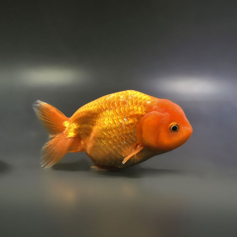 【金魚王子】レッドらんちゅう 12～13cm前後 (個体番号：xsw452) 金魚 きんぎょ 生体 らんちゅう 厳選個体