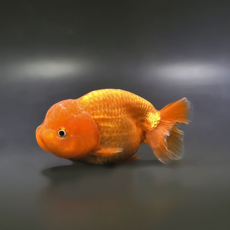 【金魚王子】レッドらんちゅう 12~13cm前後 (個体番号:xsw453) 金魚 きんぎょ 生体 らんちゅう 厳選個体