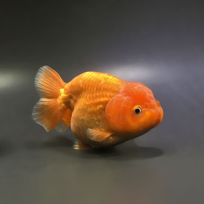 【金魚王子】レッドらんちゅう 12～13cm前後 (個体番号：xsw454) 金魚 きんぎょ 生体 らんちゅう 厳選個体