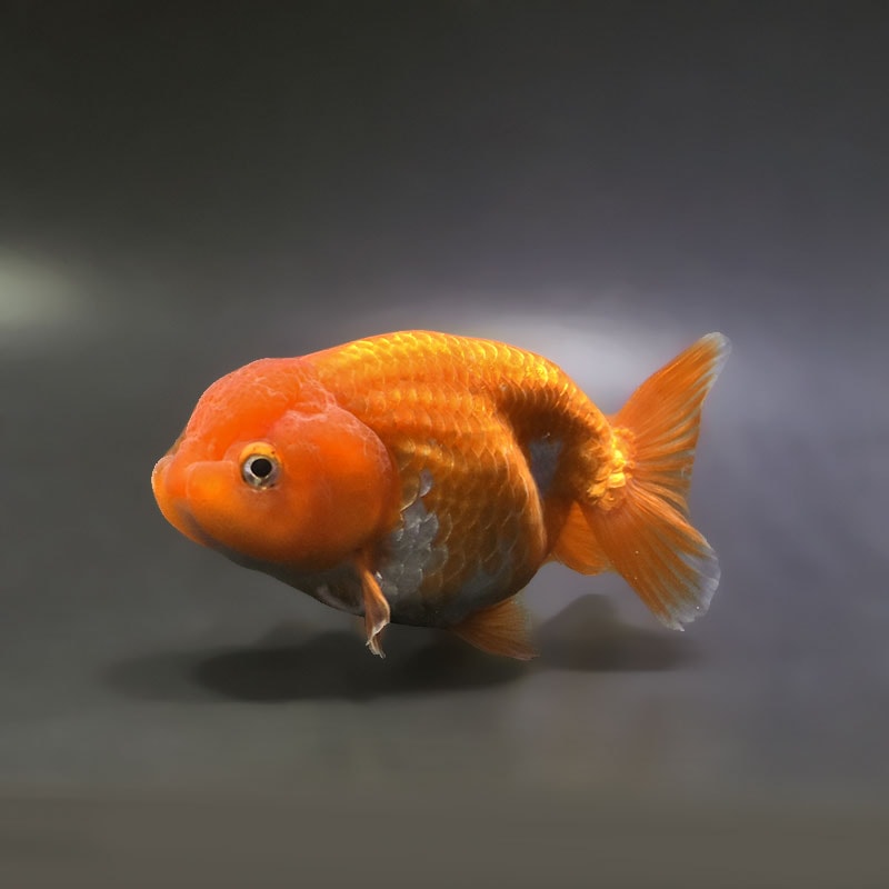 【金魚王子】更紗らんちゅう 12～13cm前後 (個体番号：xsw455) 金魚 きんぎょ 生体 らんちゅう 厳選個体