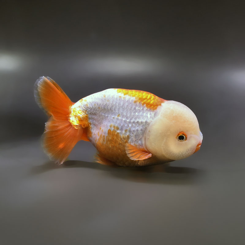 【金魚王子】更紗らんちゅう 12~13cm前後 (個体番号:xsw456) 金魚 きんぎょ 生体 らんちゅう 厳選個体