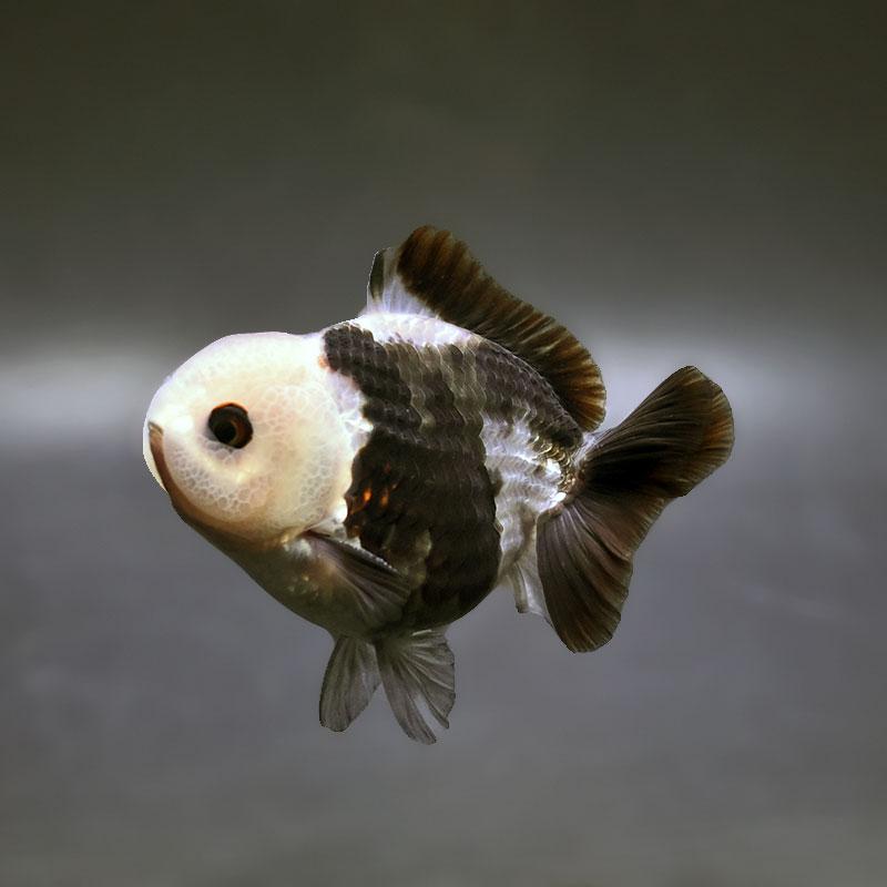 【金魚王子】トリカラーオランダ  9±1cm前後 (個体番号：xsw461) 金魚 きんぎょ 生体 オランダ獅子頭 厳選個体