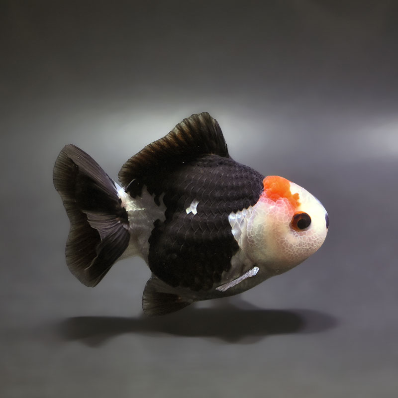 【金魚王子】トリカラーオランダ  9±1cm前後 (個体番号：xsw462) 金魚 きんぎょ 生体 オランダ獅子頭 厳選個体