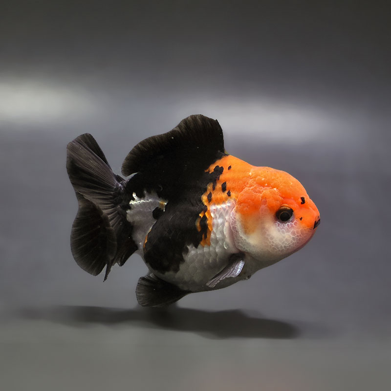 【金魚王子】トリカラーオランダ  9±1cm前後 (個体番号：xsw463) 金魚 きんぎょ 生体 オランダ獅子頭 厳選個体