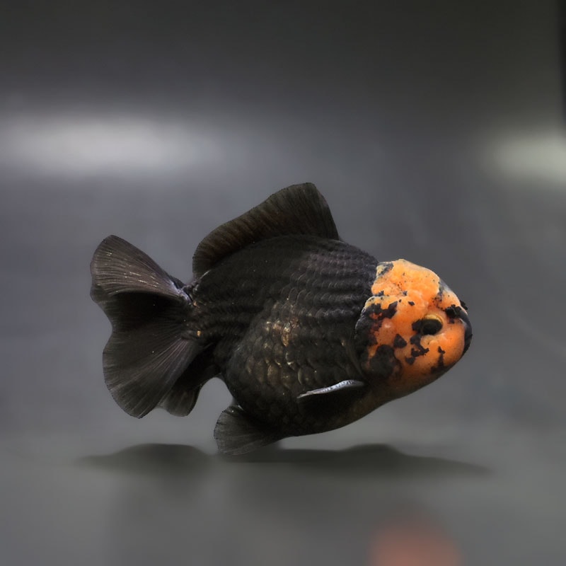 【金魚王子】トリカラーオランダ  9±1cm前後 (個体番号：xsw464) 金魚 きんぎょ 生体 オランダ獅子頭 厳選個体