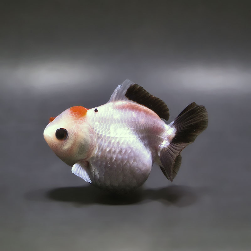 【金魚王子】トリカラーオランダ  9±1cm前後 (個体番号：xsw465) 金魚 きんぎょ 生体 オランダ獅子頭 厳選個体