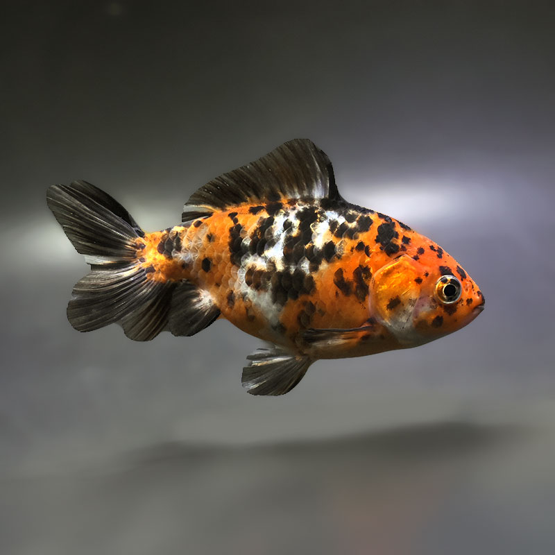 【金魚王子】三色和金（四つ尾） 14cm前後 (個体番号：xsw471) 金魚 きんぎょ 生体 和金 厳選個体