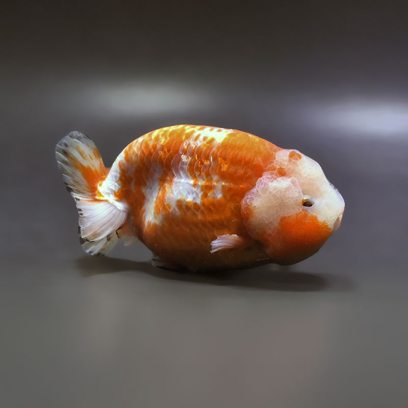 【金魚王子】桜錦 12cm前後 (個体番号:xsw482) 金魚 きんぎょ 生体 らんちゅう 厳選個体