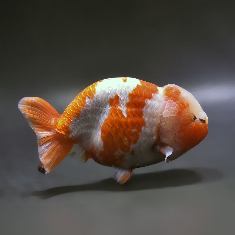 【金魚王子】桜錦 15.5cm前後 (個体番号：xsw483) 金魚 きんぎょ 生体 らんちゅう 厳選個体