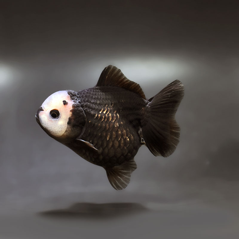 【金魚王子】白黒オランダ  9±1cm前後 (個体番号：xsw496) 金魚 きんぎょ 生体 オランダ獅子頭 厳選個体