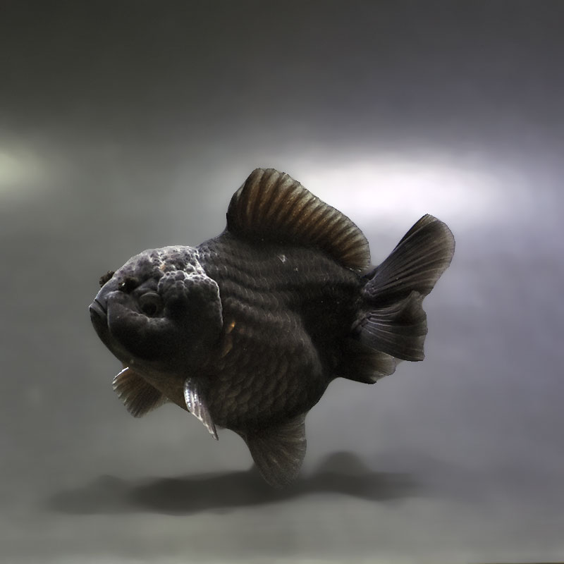 【金魚王子】黒オランダ  9±1cm前後 (個体番号：xsw497) 金魚 きんぎょ 生体 オランダ獅子頭 厳選個体