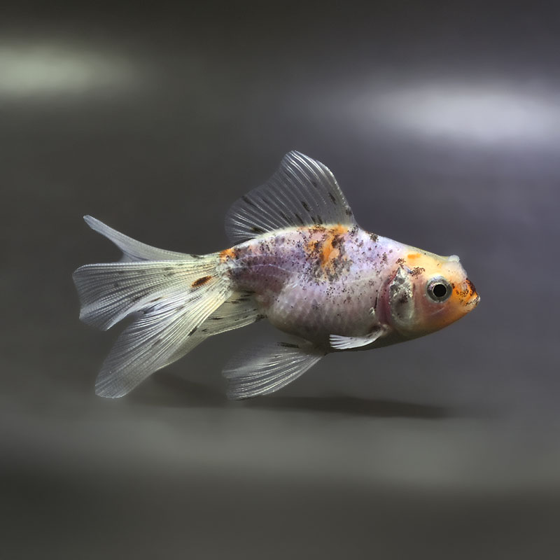 【金魚王子】花房東錦  10±1cm前後 (個体番号：xsw501) 金魚 きんぎょ 生体 オランダ獅子頭 厳選個体