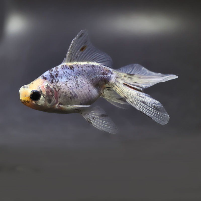 【金魚王子】花房東錦  10±1cm前後 (個体番号：xsw505) 金魚 きんぎょ 生体 オランダ獅子頭 厳選個体