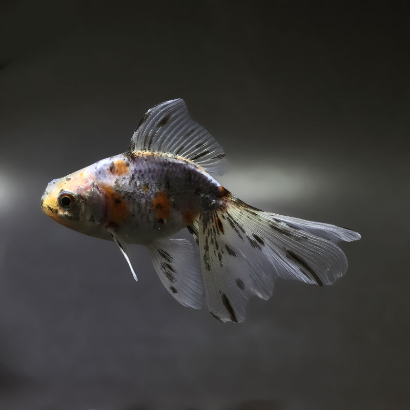 【金魚王子】花房東錦  10±1cm前後 (個体番号：xsw506) 金魚 きんぎょ 生体 オランダ獅子頭 厳選個体