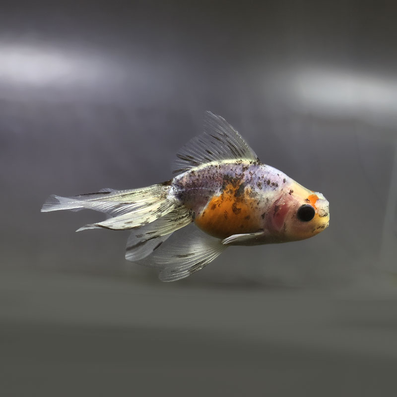 【金魚王子】花房東錦  10±1cm前後 (個体番号：xsw509) 金魚 きんぎょ 生体 オランダ獅子頭 厳選個体