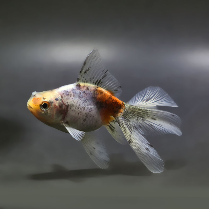 【金魚王子】花房東錦  10±1cm前後 (個体番号：xsw510) 金魚 きんぎょ 生体 オランダ獅子頭 厳選個体