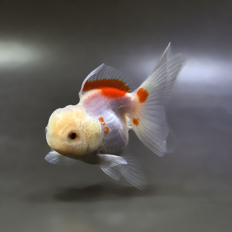 金魚商品【３】 金魚王子】更紗三ツ尾和金 7.5～8cm前後 (個体番号：cde577) 金魚